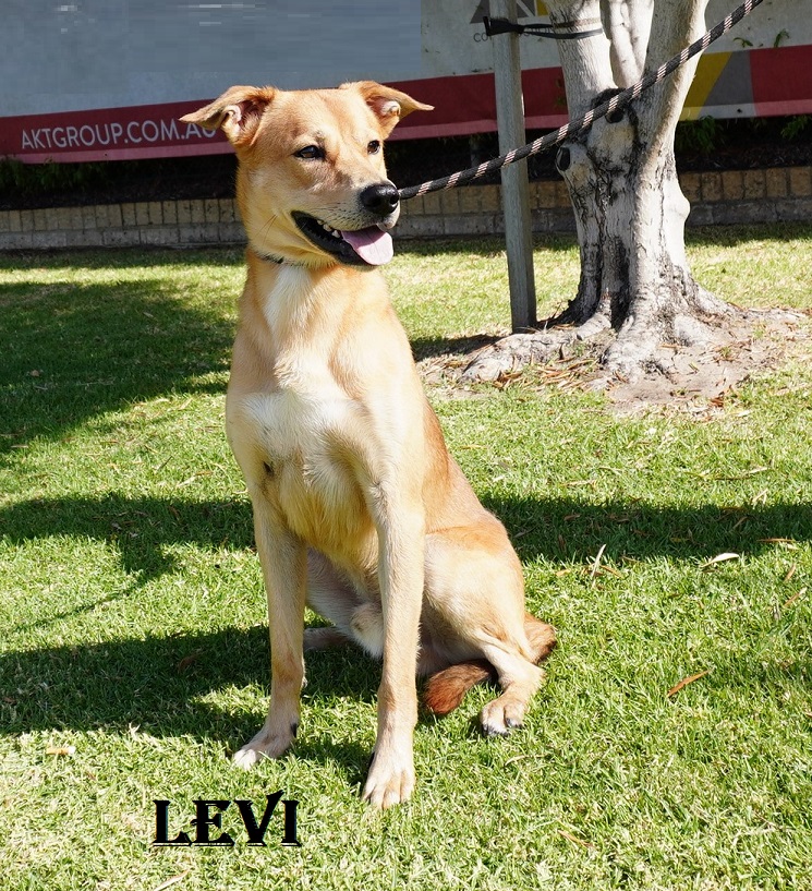 Malaga dog best sale pound